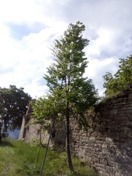IMG_20150509_085551 (FILEminimizer)